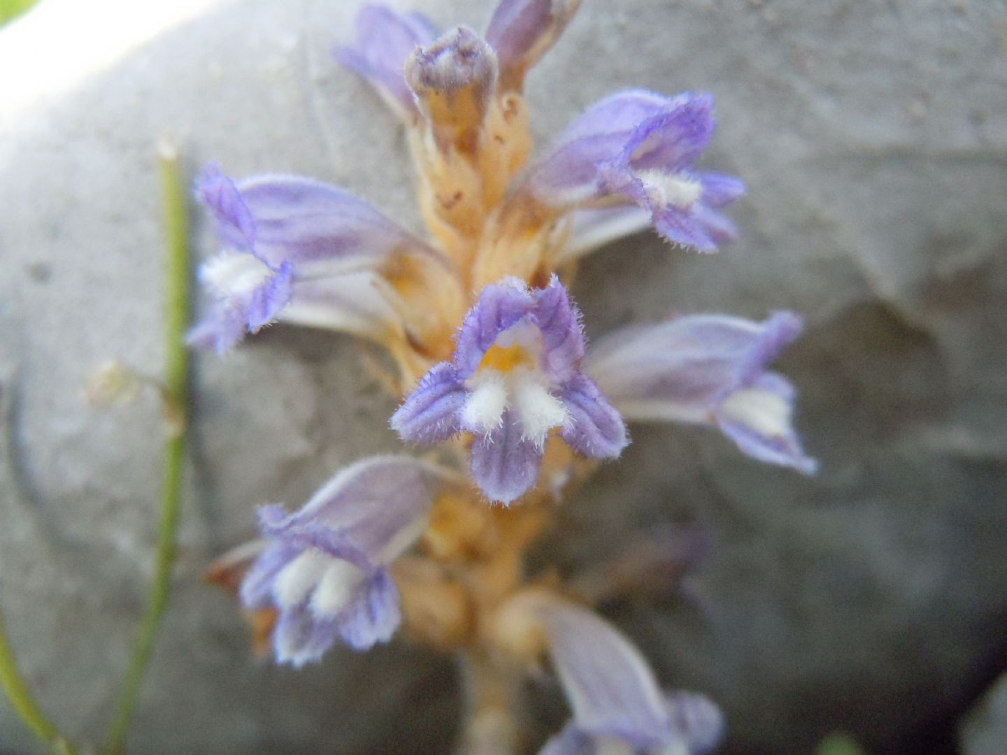 Orobanche (=Phelipanche) nana / Succiamele ramoso